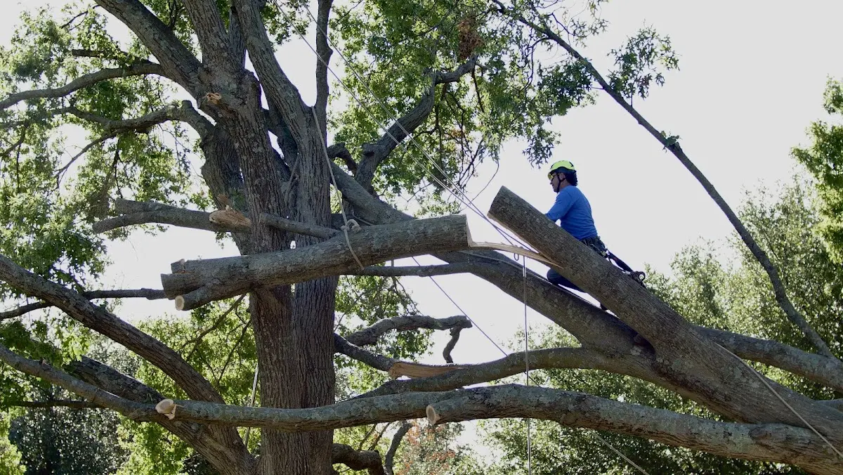 Professional Crown Thinning performed by certified arborists in Robbins