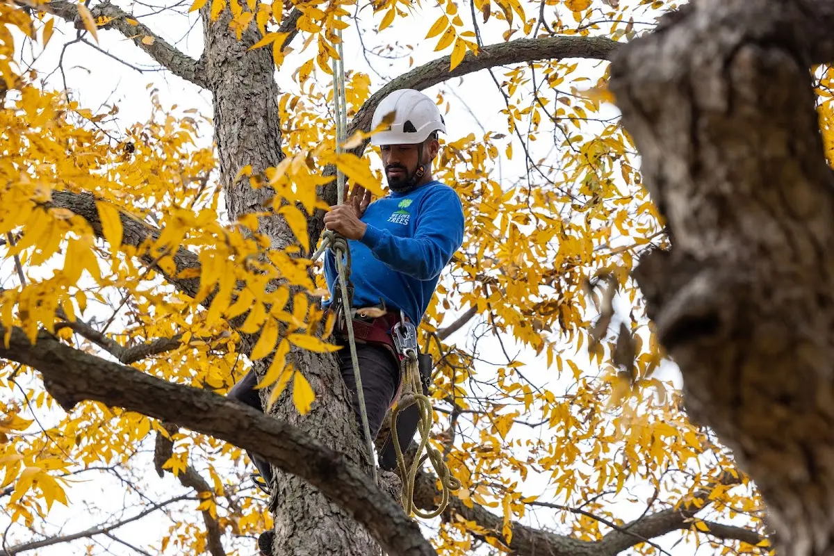 Skilled Tree Transplanting crew working in Robbins